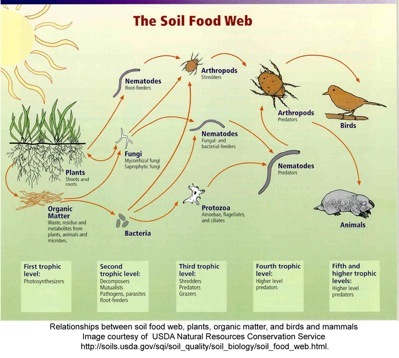 food web examples. The Soil Food Web - Organisms