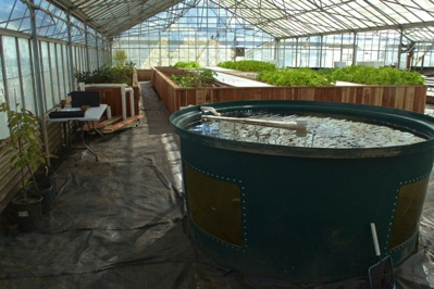 Commercial-Aquaponics-Training-California-2015